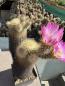 Preview: Echinocereus websterianus